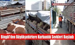 Bingöl'den Büyükşehirlere Kurbanlık Sevkleri Başladı