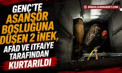 Genç’te Asansör Boşluğuna Düşen 2 İnek Kurtarıldı