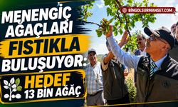 Menengiç Ağaçları Fıstıkla Buluşuyor: Hedef 13 Bin Ağaç
