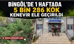 Bingöl'de 1 Haftada 5 Bin 286 Kök Kenevir Ele Geçirildi