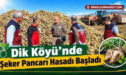 Dik Köyü’nde Şeker Pancarı Hasadı Başladı