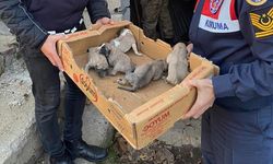 8 Yavru ve Anne Köpek Donmak Üzereyken Kurtarıldı