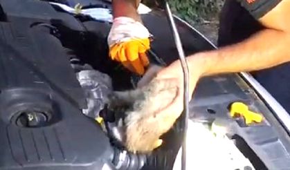 Otomobilin Motor Kısmına Giren Yavru Kediyi İtfaiye Çıkardı