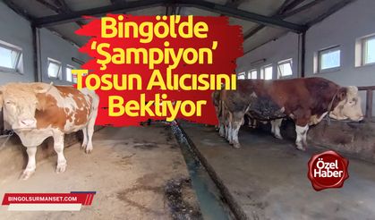 1.3 tonluk ‘Şampiyon’ tosun alıcısını bekliyor
