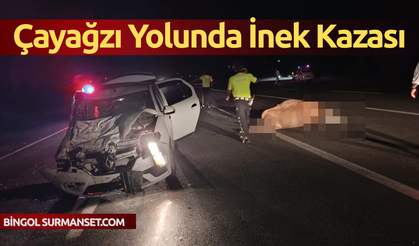 Çayağzı Köyü Yolunda İnek Kazası