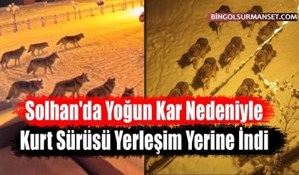 Solhan'da Yoğun Kar Nedeniyle Kurt Sürüsü Yerleşim Yerine İndi