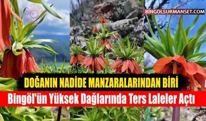 Bingöl'ün Yüksek Dağlarında Ters Laleler Açtı