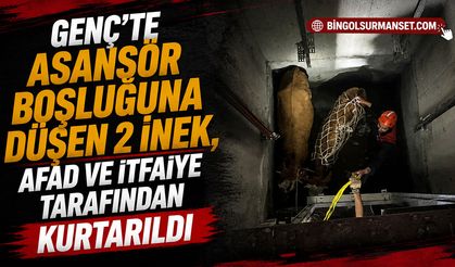 Genç’te Asansör Boşluğuna Düşen 2 İnek Kurtarıldı