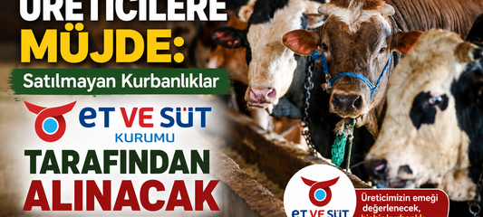 Üreticilere Müjde: Satılamayan Kurbanlıkları Et ve Süt Kurumu Alacak