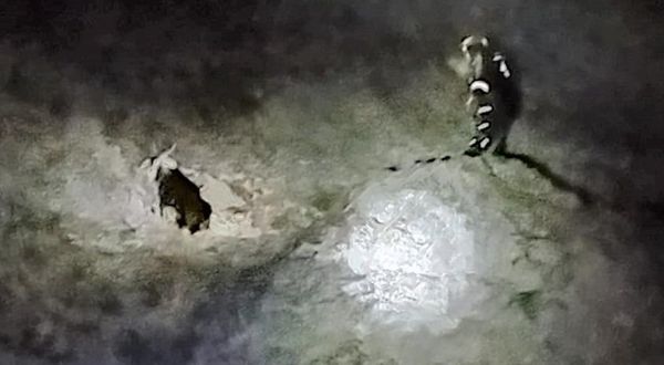 Bingöl’de Kayalıklarda Mahsur Kalan Keçiler Kurtarıldı