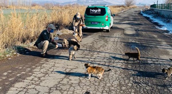 Sokak Hayvanlarına Yönelik Çalışmalar Sürüyor