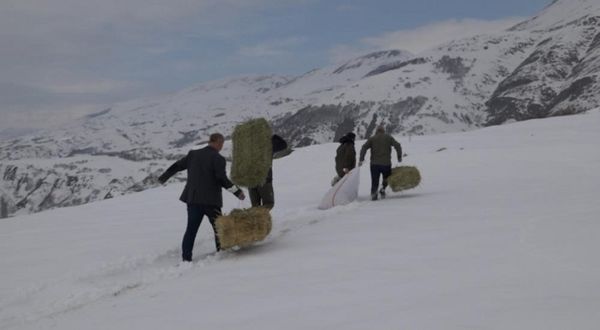 Yaban Hayvanları İçin Karla Kaplı Dağlara Yem Bırakıldı
