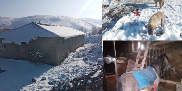 Solhan’da Başıboş Hayvanlar İçin Barınak Ayarlandı