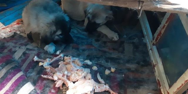 Aracın Çarptığı Yavru Köpek İçin Vatandaşlar Seferber Oldu