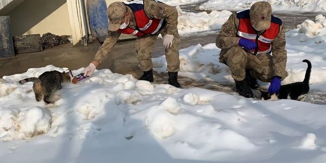 Jandarma Sokak Hayvanlarını Elleriyle Besledi