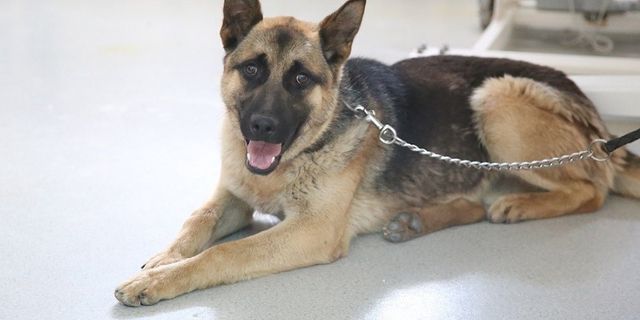 Bingöl’den Götürülen K9 Cinsi Köpek Sivas'ta Ameliyat Edildi