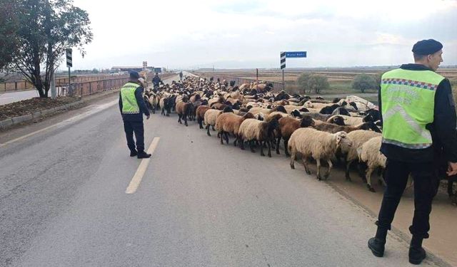 Jandarma Ekipleri Hayvanlar İçin Güvenli Geçiş Sağladı