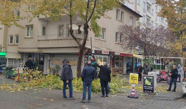 Bingöl’de Ağaçlar Budanıyor