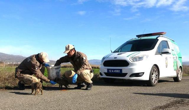 Bingöl’de HAYDİ Ekipleri Can Dostları Unutmuyor