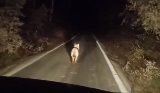 Bingöl’de Kurtlar İlçe Merkezinde Görüntülendi