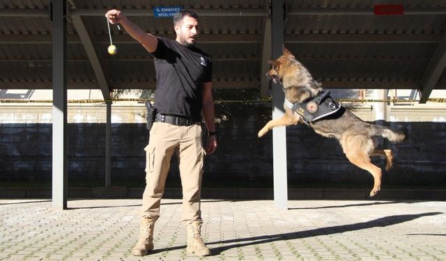 Polisin En Büyük Destekçisi Dedektör Köpekler