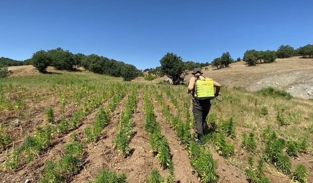 Diyarbakır’da Narko-Terör Operasyonu: 2 milyon 67 bin 550 kenevir bitkisi ele geçirildi