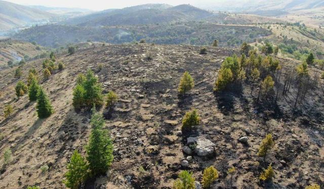 Elazığ’da orman yangını kontrol altına alındı, yüzlerce dönümlük alan kül oldu