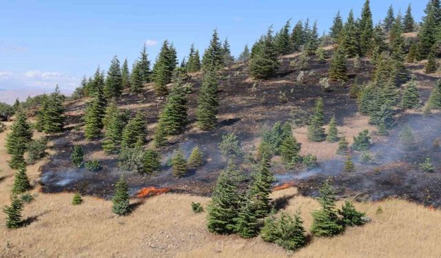 Elazığ’da ormanlık alanda yangın