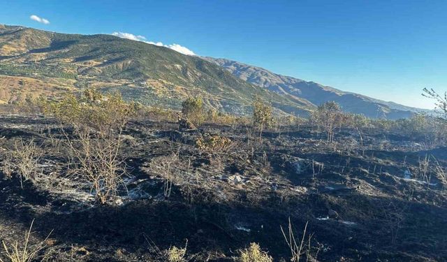 Elazığ’da yangın: 4 kişi yaralandı, yüzlerce kayısı ağacı yandı