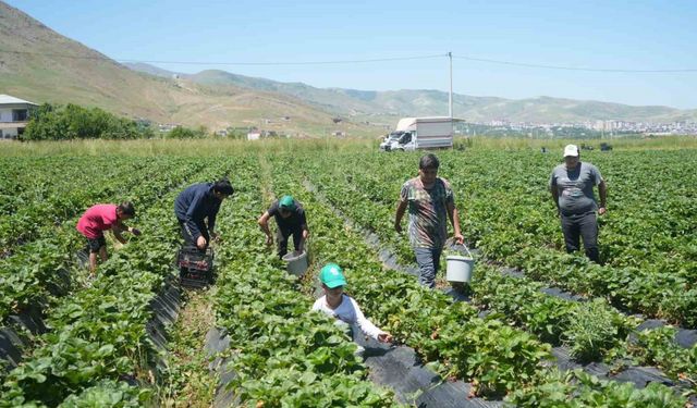 İlk hasattan 1,5 milyon TL ekonomiye katkı sağlandı