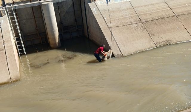 Sulama Kanalına Düşen Köpek İtfaiye Tarafından Kurtarıldı