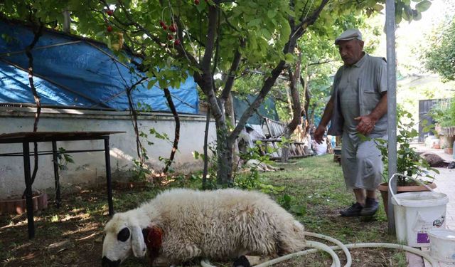 Elazığ’da sokak köpekleri dehşeti: Koyun ve tavukları telef ettiler, 3 koyunu yaraladılar