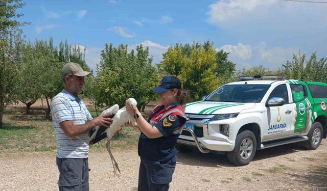 Elazığ’da yaralı leylek, koruma altına alındı