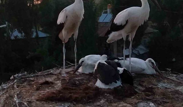 Yuvasından düşen leyleklerin yardımına itfaiye ekipleri yetişti