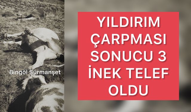 Yıldırım Çarpması Sonucu 3 İnek Telef Oldu