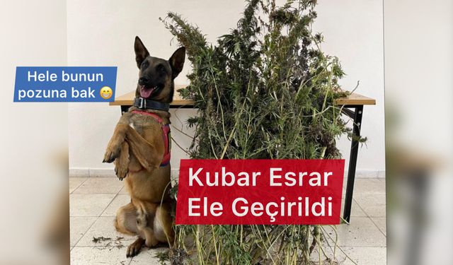 Bingöl’de 4,5 kilo esrar ele geçirildi