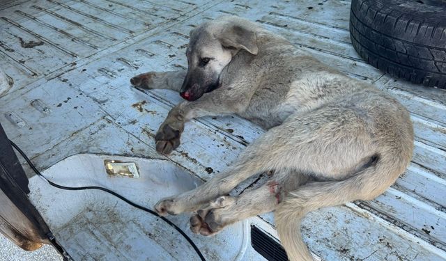 Yaralı Köpeğe Genç Belediyesi Sahip Çıktı