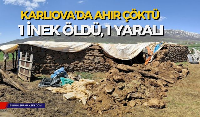 Karlıova’da Ahır Çöktü: 1 İnek Öldü, 1 Yaralı