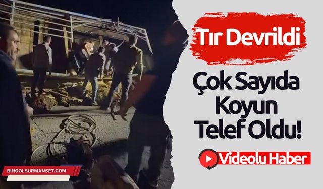 Şanlıurfa’dan Karlıova’ya Hayvan Taşıyan Tır Devrildi: Çok Sayıda Koyun Telef Oldu
