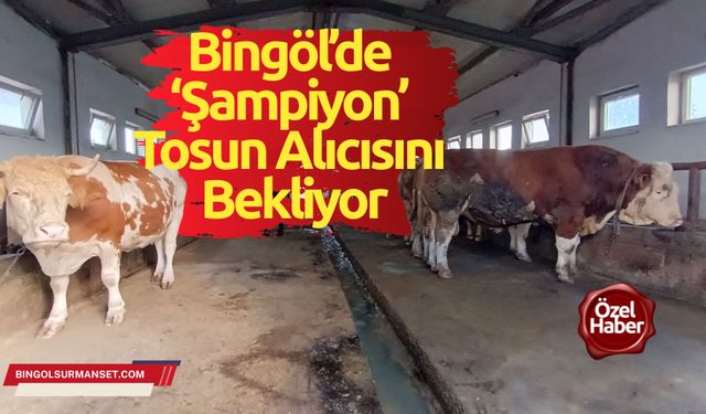 1.3 tonluk ‘Şampiyon’ tosun alıcısını bekliyor