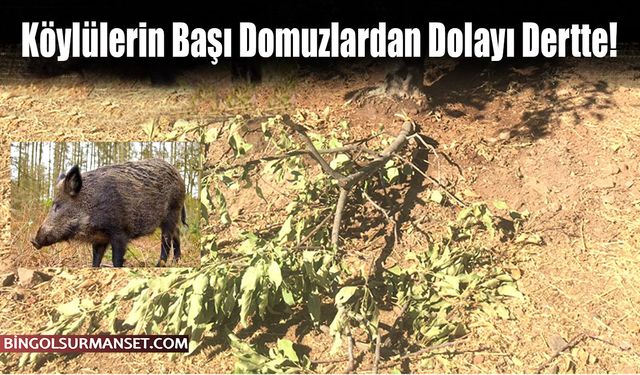 Köylülerin Başı Domuzlardan Dolayı Dertte!