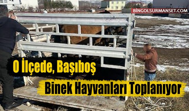 O İlçede Başıboş Binek Hayvanları Toplanıyor