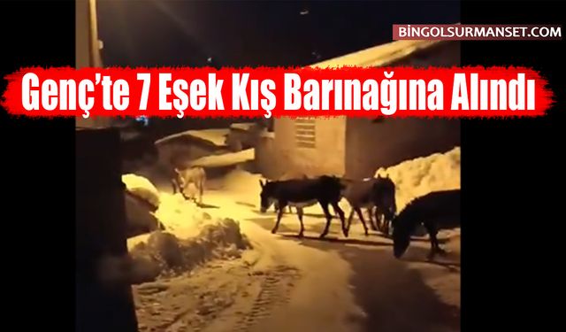 Genç’te 7 Eşek Kış Barınağına Alındı