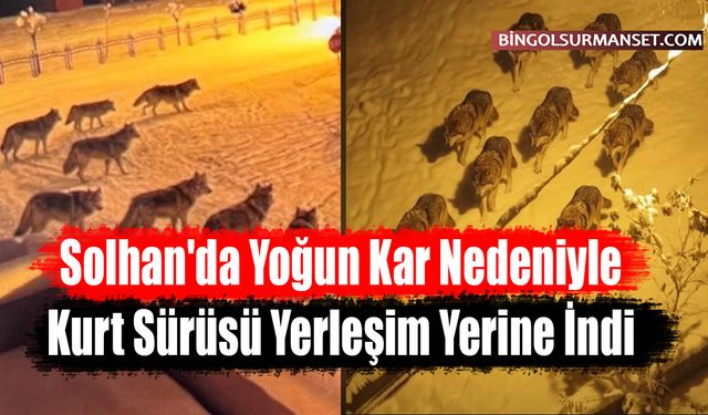 Solhan'da Yoğun Kar Nedeniyle Kurt Sürüsü Yerleşim Yerine İndi