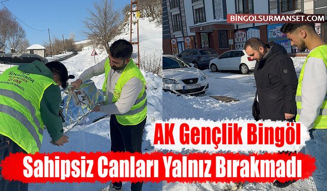AK Gençlik Bingöl Sahipsiz Canları Yalnız Bırakmadı