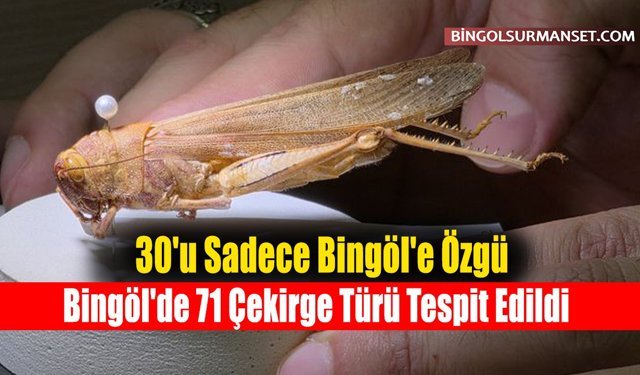 Bingöl'de 71 Çekirge Türü Tespit Edildi, 30'u Sadece Bingöl'e Özgü