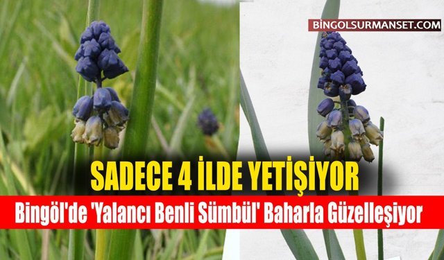 Bingöl'de 'Yalancı Benli Sümbül' Baharla Güzelleşiyor
