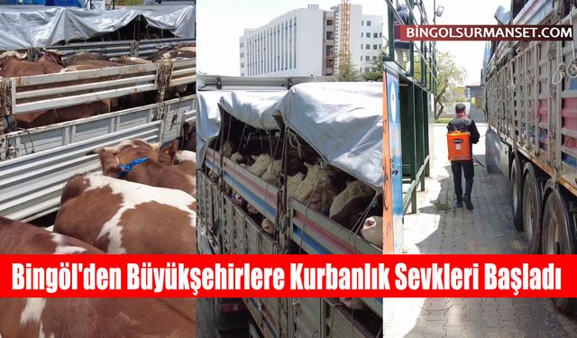 Bingöl'den Büyükşehirlere Kurbanlık Sevkleri Başladı