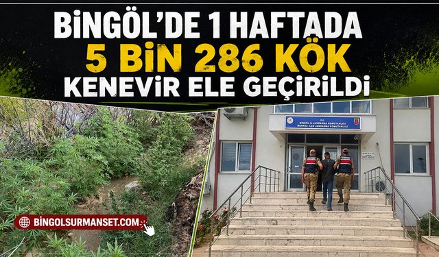 Bingöl'de 1 Haftada 5 Bin 286 Kök Kenevir Ele Geçirildi