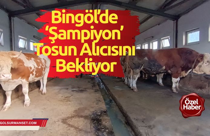 1.3 tonluk ‘Şampiyon’ tosun alıcısını bekliyor